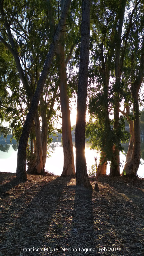 Pantano de Cubillas - Pantano de Cubillas. 