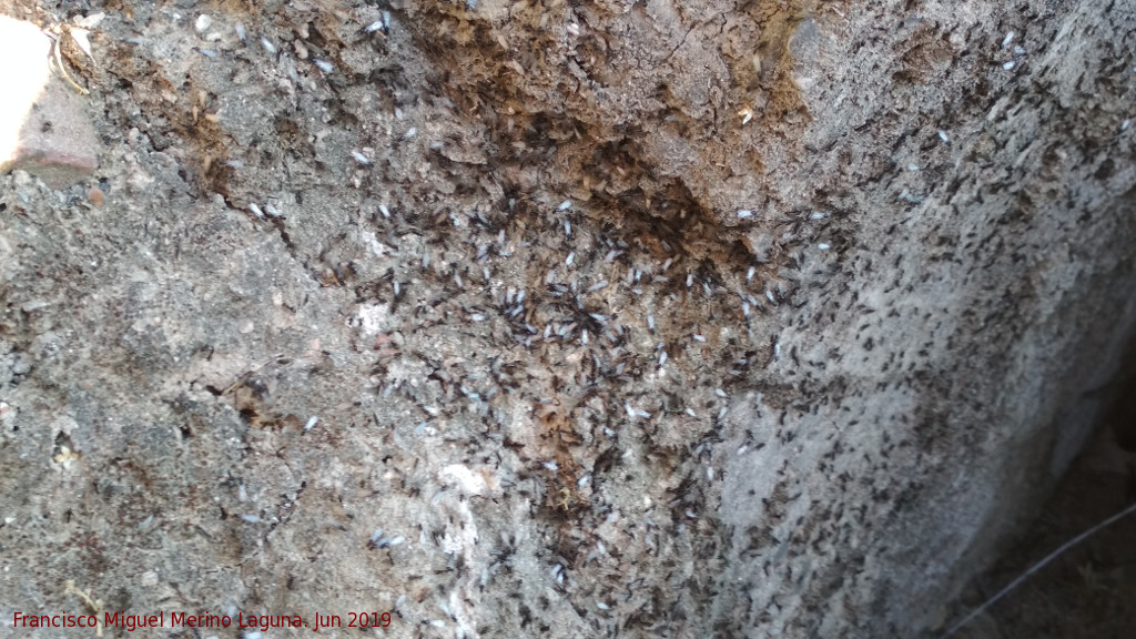 Hormiga Messor barbarus - Hormiga Messor barbarus. Hormigas de ala. Refugio del Cerro de las Monjas - Marmolejo