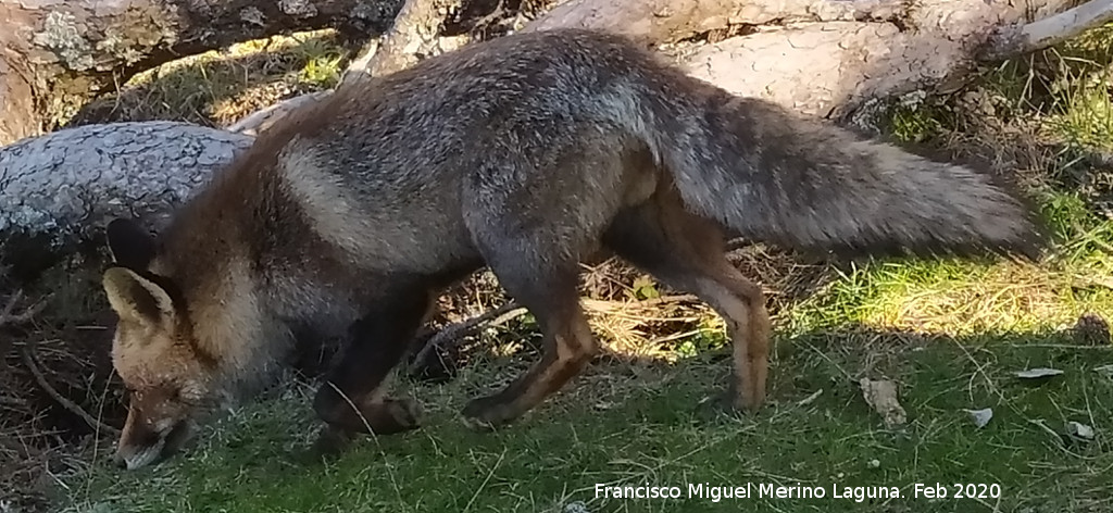 Zorro - Zorro. Camino del Poyo de las Palomas - Quesada