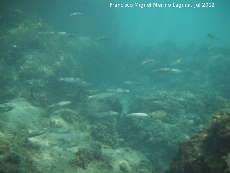 Reserva Marina de la Isla de Tabarca - Reserva Marina de la Isla de Tabarca. 