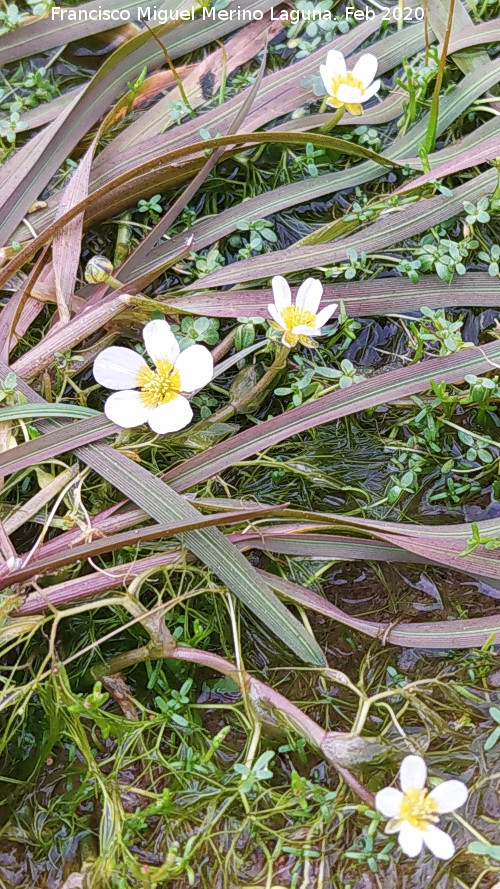 Hierba lagunera - Hierba lagunera. Ca��n de la Cepera - Santisteban del Puerto