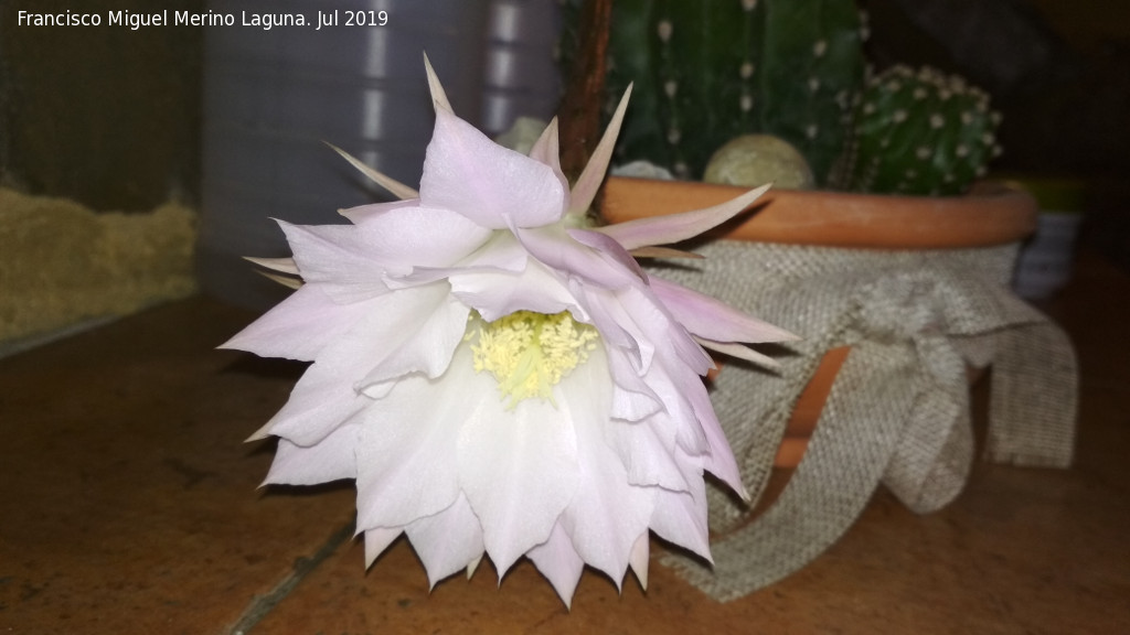 Cactus lirio de pascua - Cactus lirio de pascua. Flor abriendose. Los Villares