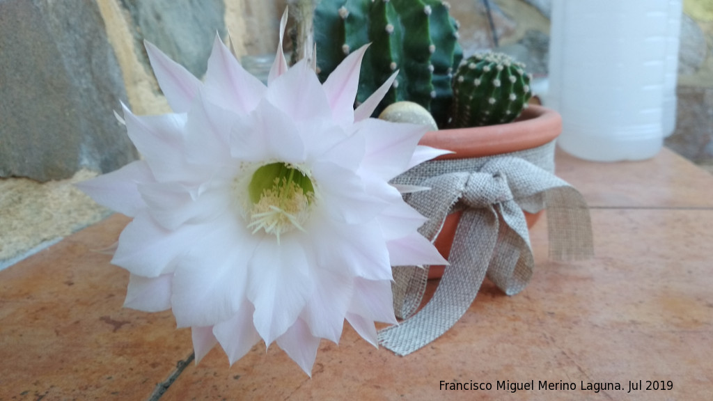 Cactus lirio de pascua - Cactus lirio de pascua. Flor abierta. Los Villares