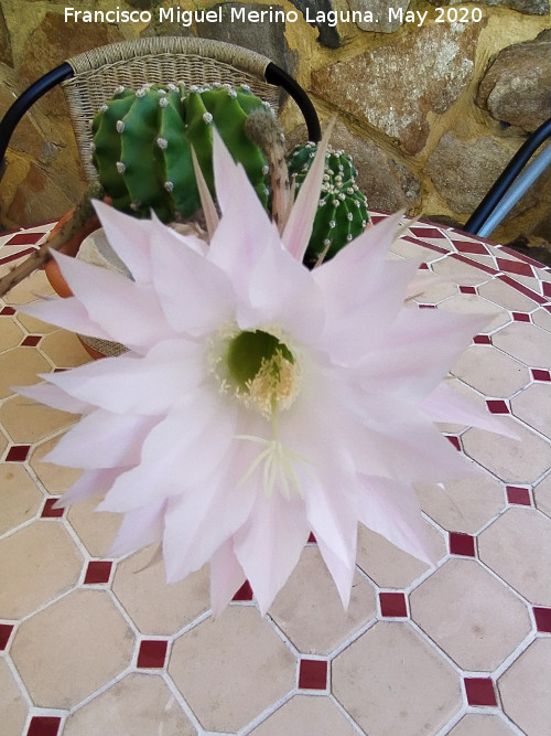 Cactus lirio de pascua - Cactus lirio de pascua. Flor. Los Villares