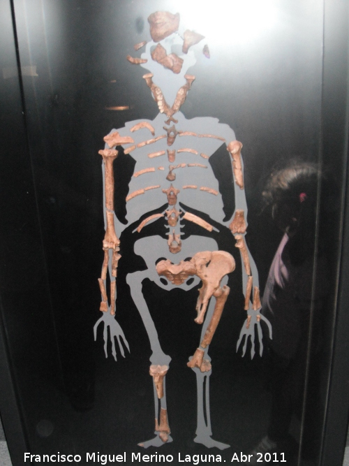 Australopithecus afarensis - Australopithecus afarensis. Lucy. Hadar - Etiopa
