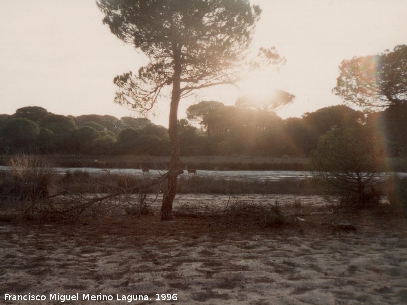 Ocaso - Ocaso. Coto de Doana