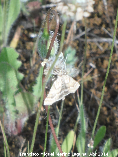 Polilla Aspitates ochrearia - Polilla Aspitates ochrearia. Arquillos el Viejo - Vilches