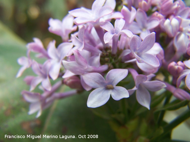 Lilo - Lilo. Aborto de lilas. Navas de San Juan