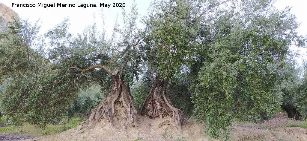 Olivo - Olivo. La Veleta - Los Villares