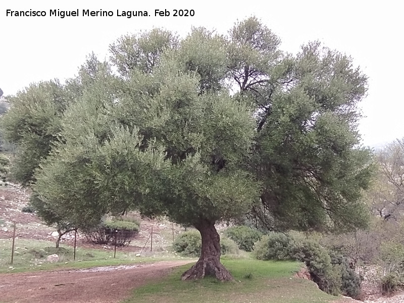 Acebuche - Acebuche. Acebuche de la Caldera - Santisteban del Puerto