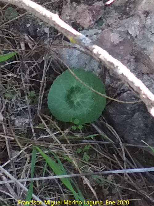 Sombrerillos - Sombrerillos. Torre�n del Moro - Alcaudete
