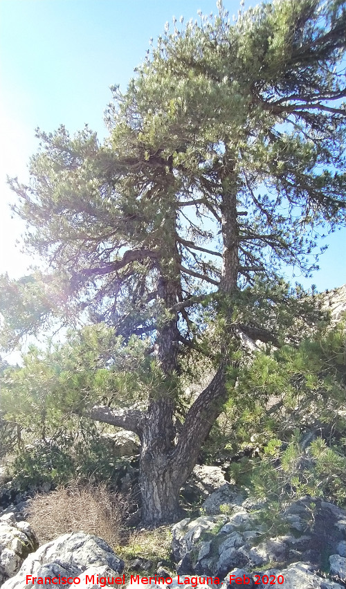 Pinar del Caba�as - Pinar del Caba�as. Loma de Cagasebo - Quesada