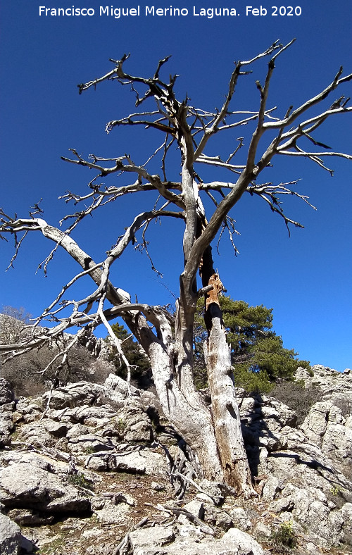 Pinar del Caba�as - Pinar del Caba�as. Pino muerto de grandes dimensiones. Loma de Cagasebo - Quesada