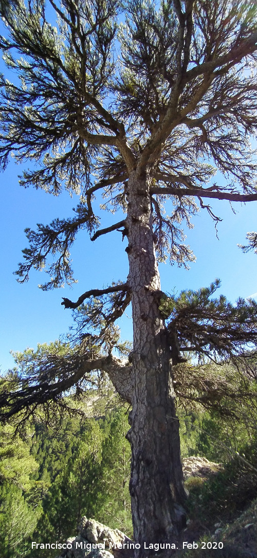 Pinar del Caba�as - Pinar del Caba�as. 