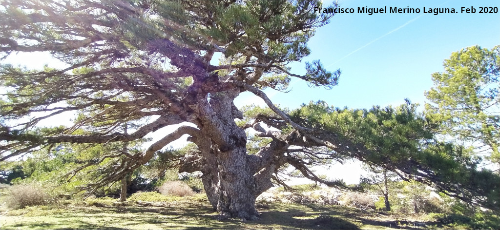 Pinar del Caba�as - Pinar del Caba�as. Pino de la Entrega