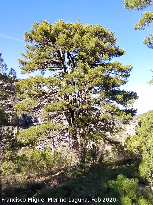 Pinar del Caba�as - Pinar del Caba�as. Loma de Cagasebo - Quesada