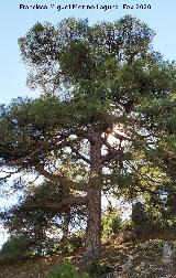 Pino laricio - Pinus nigra. Loma de Cagasebo - Quesada