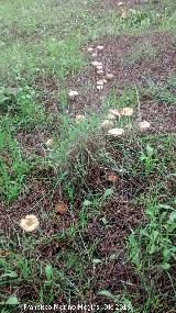 Senderuela - Marasmius oreades. 