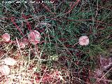 Senderuela - Marasmius oreades. El Vaquerizo - Castellar