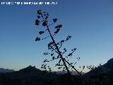 Cactus Pita - Agave americana. Jan