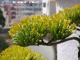 Cactus Pita - Agave americana. Benalmdena