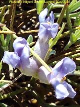 Piorno azul - Erinacea anthyllis. Banderillas - Santiago Pontones