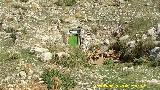 Casas Cueva de Bedmar. 