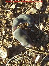 Musaraa - Crocidura russula. Cerro de los Morteros - Jan