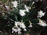 Narciso blanco silvestre - Narcissus dubius. Peas de Castro - Jan