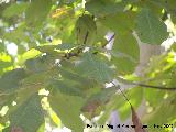 Noguera - Juglans regia. Crdoba