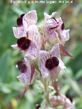 Linaria anticaria - Linaria verticillata subsp. anticaria. Cerro de la Harina - Alcaudete