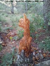 Curiosidades. Duende de la Sierra Sur