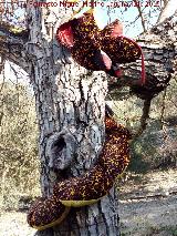 Curiosidades. Serpiente en los campos de Recena - Cambil