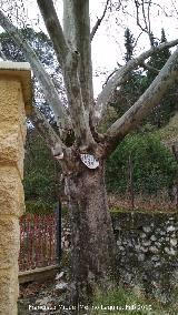 Pltano de sombra - Platanus x hispanica. Pltano de Sombra del Balneario - Jan