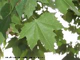 Pltano de sombra - Platanus x hispanica. Valdepeas