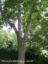 Pltano de sombra - Platanus x hispanica. Valdepeas