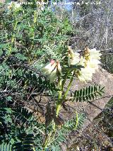 Garbancillo del diablo - Astragalus lusitanicus. Cortijo Vista Alegre - Navas de San Juan