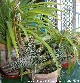 Cactus Aloe tigre - Aloe variegata. Navas de San Juan