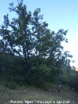 Quejigo - Quercus faginea. Moralejo - Valdepeas de Jan