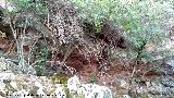 Pinturas rupestres del Collado de la Ginesa. Abrigo