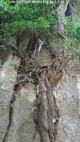 Torcal de Antequera. 