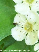 Mosca Simulio - Simulium equinum. Laguna Grande - Baeza