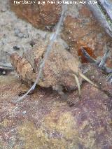 Saltamontes ocnerodes - Ocnerodes sp.. Sierra de Dormideros - Fuencaliente