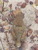 Saltamontes ocnerodes - Ocnerodes sp.. Sierra de Dormideros - Fuencaliente