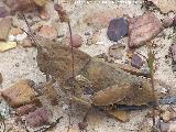 Saltamontes ocnerodes - Ocnerodes sp.. Sierra de Dormideros - Fuencaliente