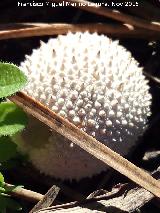 Peo de lobo - Lycoperdon perlatum. El Vaquerizo - Castellar