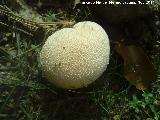 Peo de lobo - Lycoperdon perlatum. El Vaquerizo - Castellar