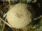 Peo de lobo - Lycoperdon perlatum. La Camua - Alcal la Real