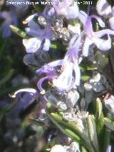 Romero - Rosmarinus officinalis. Los Villares