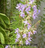 Romero - Rosmarinus officinalis. Los Villares